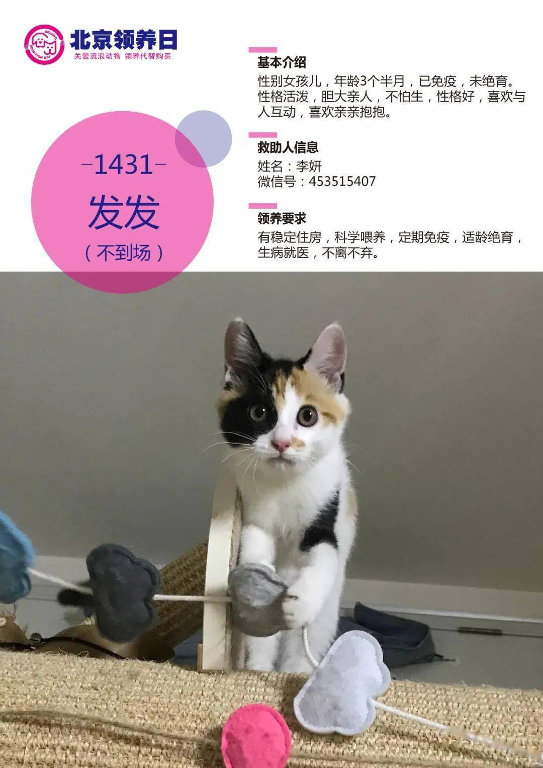 给它们一个家 | 线上宠物领养日(20210717猫咪加场)