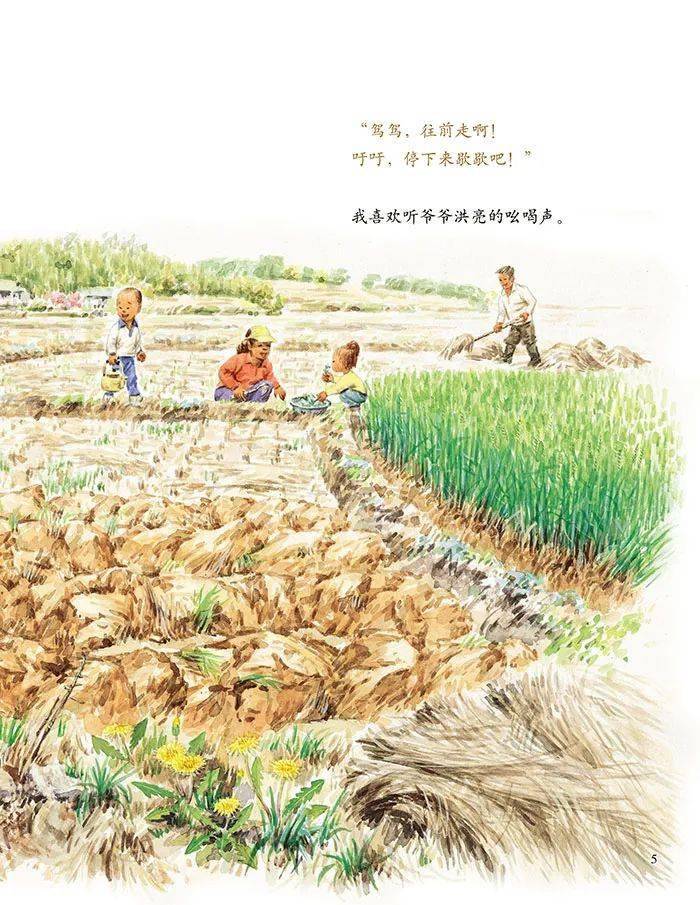 亲子绘本| 《稻子在长大》:炎炎夏日,读这本纯美自然图画书吧!