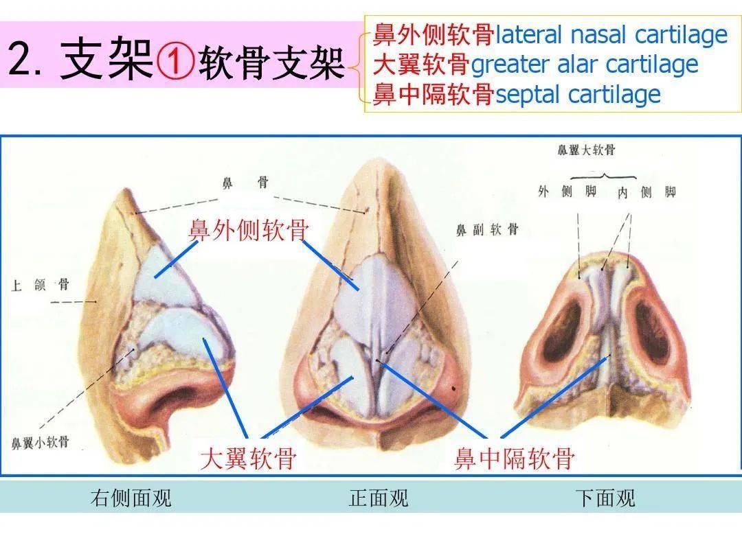 鼻及副鼻窦影像解剖