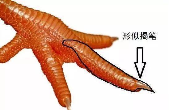 揭笔,如鸟爪形 唐张怀瓘《玉堂禁经·用笔法》中说: 九曰揭笔,侧锋平
