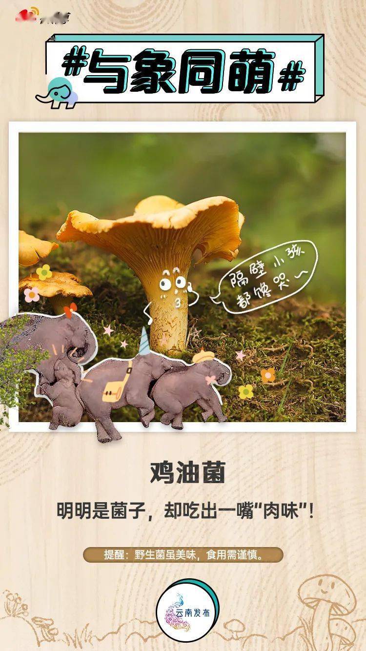 可食用野生菌 与亚洲象的拍立得互动萌照海报 向外界宣传推广云菌产业