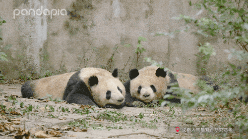 还是改名叫