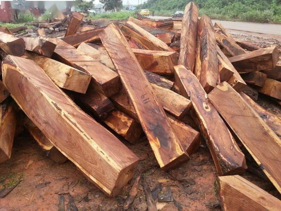 涉嫌非法进口我国的主要濒危木材物种概况_黄檀