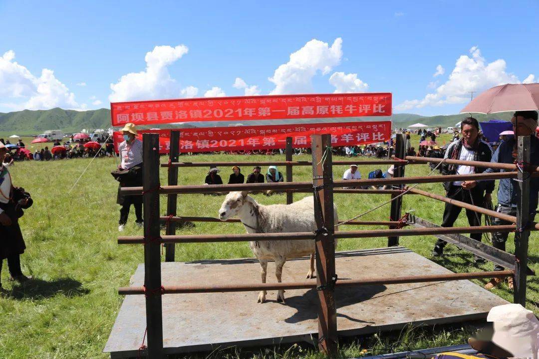 阿坝县贾洛镇召开2021年夏季牧业大会
