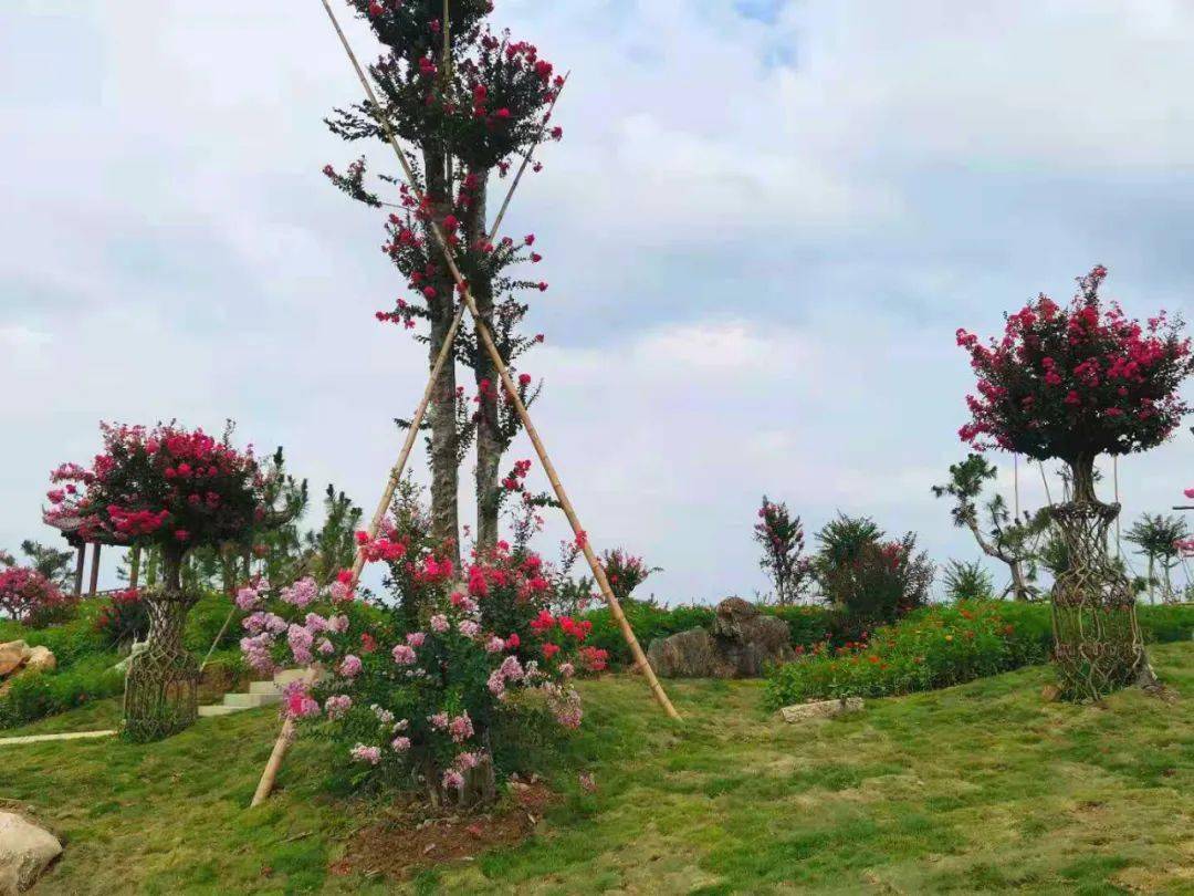 里面种植百年以上 古紫薇树桩580棵 千年古紫薇树桩18棵 编织造型紫薇