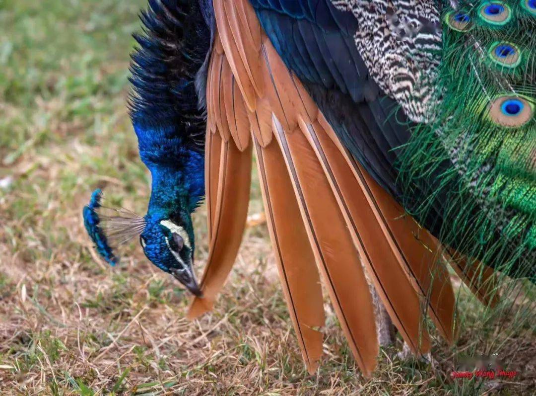 蓝孔雀腿,颈和翎羽较长,雌雄都有闪烁的金属光泽,叫声略低于绿孔雀.