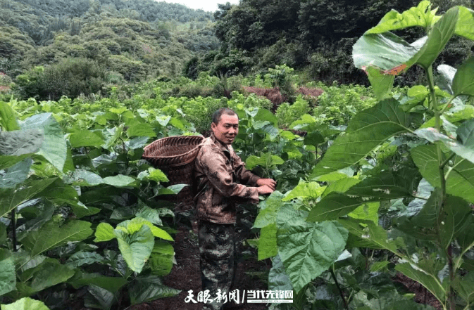 罗甸致富桑树下乐了养蚕人