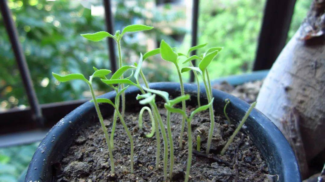 番茄种植计划:"三管"齐下必有收获,0经验也能成功栽种