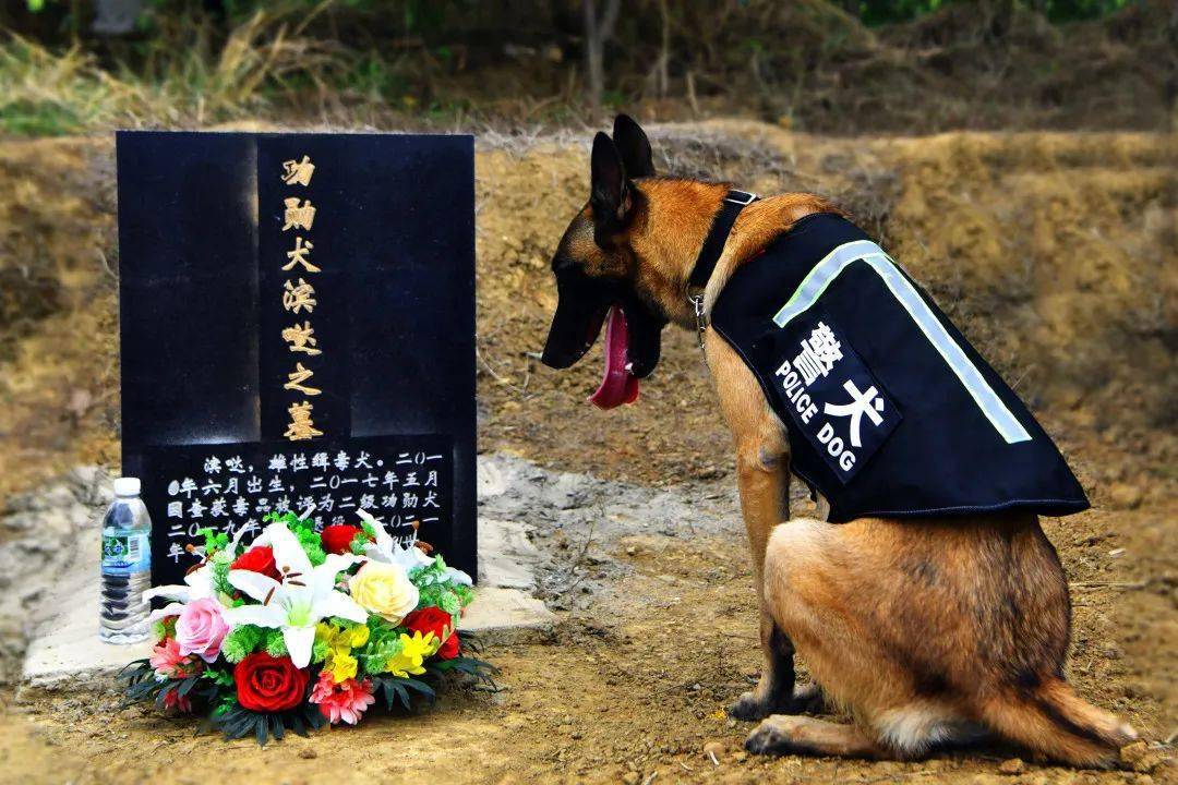 警犬在战友墓前的照片破防了