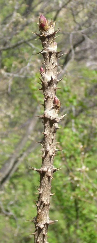 全身带刺的植物在自然界并不少见,比如俗名"刺老芽"的辽东楤(sǒng)木