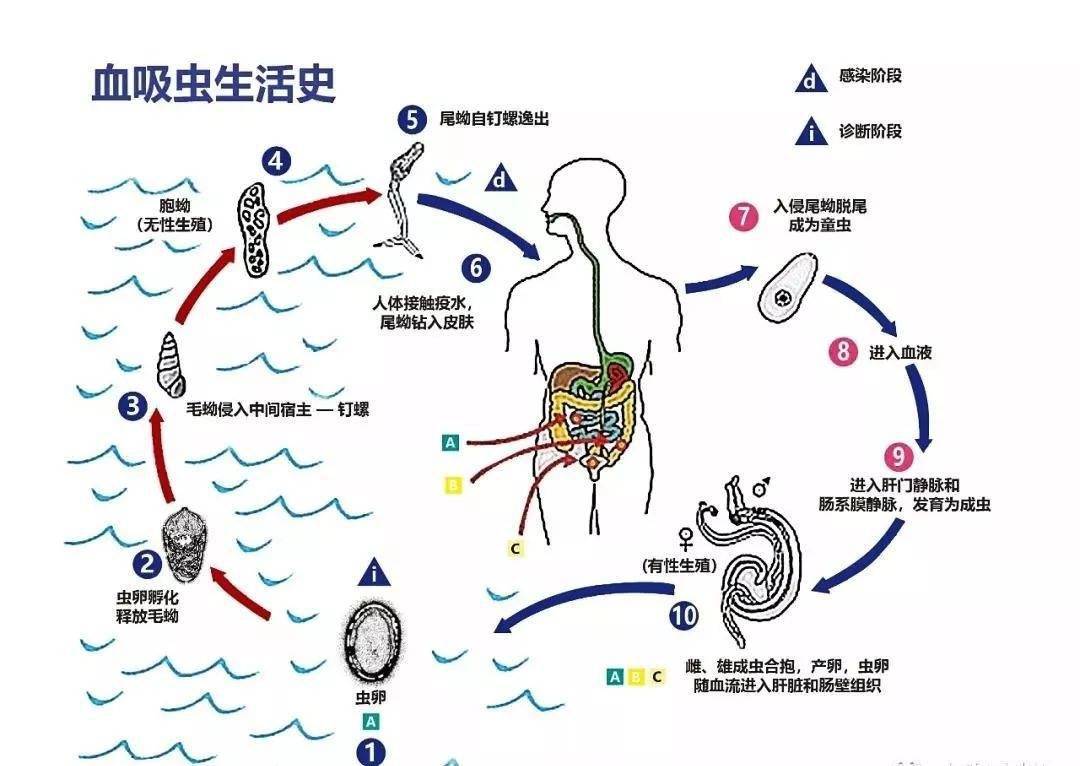 值得注意的是,日本血吸虫唯一的中间宿主就是  钉螺,因此消灭血吸虫病