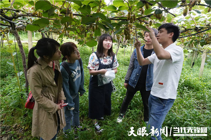 贵州大学"博士村长"莫飞旭与4位队员在息烽县大洪村猕猴桃园