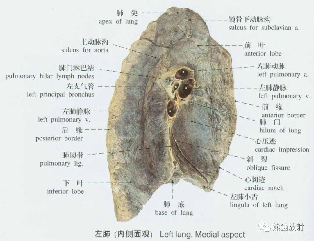 系统解剖标本图谱丨呼吸系统