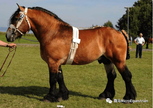 文首注明以下内容  【翻译:马术微学院/博塔; 资料整理自breed-horse