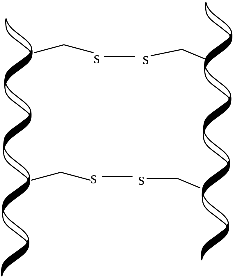 多肽链间的二硫键   图源:wikipedia