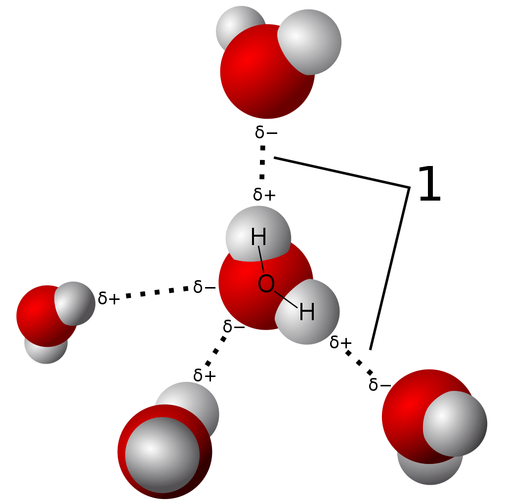 水分子间的氢键模型   图源:wikipedia