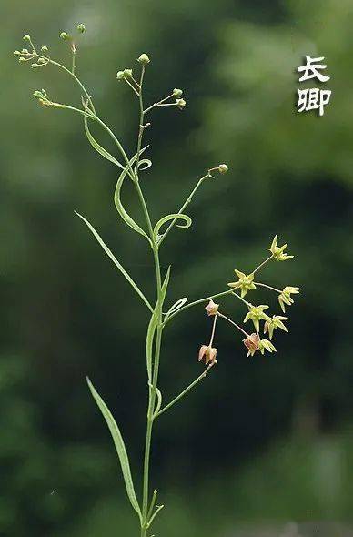 青青 草药恋,徐长卿和刘寄奴_重楼