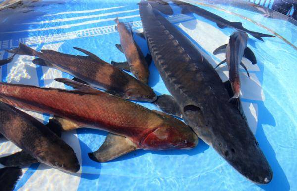 中华鲟,长江鲟,胭脂鱼……5万余尾珍稀特有鱼类放归长江