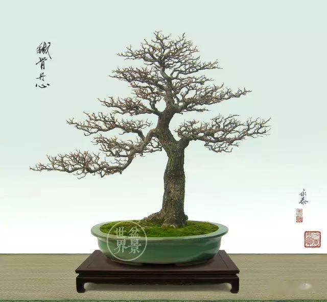 将军树,盆景人的军国情怀