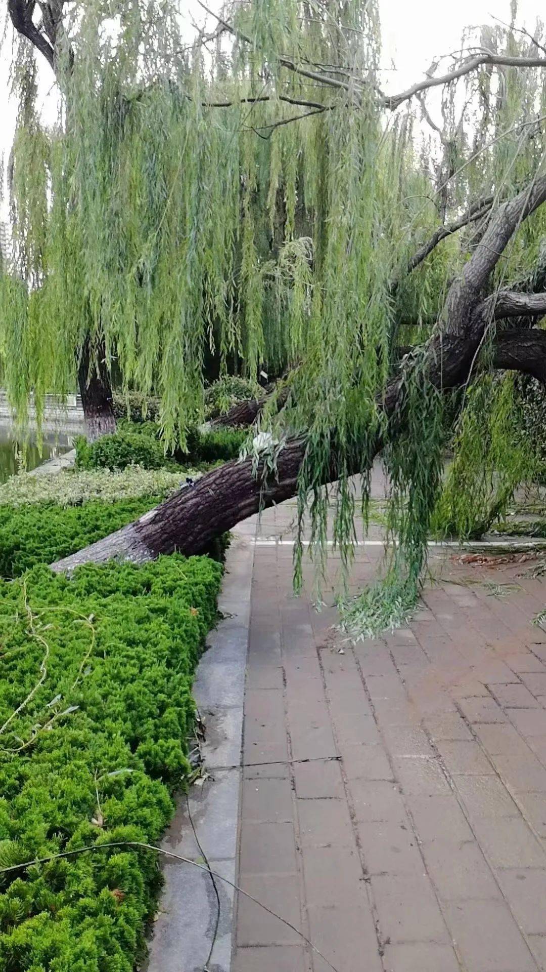 今天凌晨闪电 大风 呼呼呼 把不少小伙伴从梦里吹醒 昨夜的大风致使