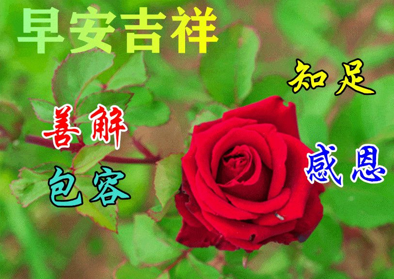 8月3日早上好动态表情图片大全,早晨好动图美图大全