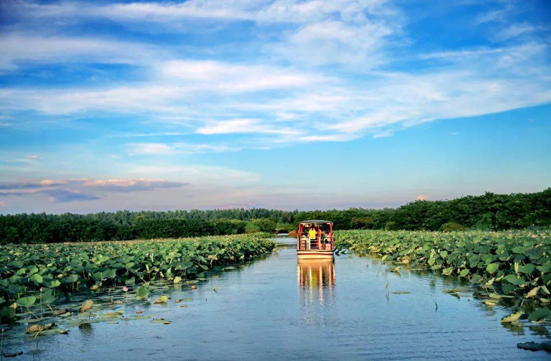 百亩荷塘 赏荷游船航线=七夕甜蜜一"夏(内含荷花大片)