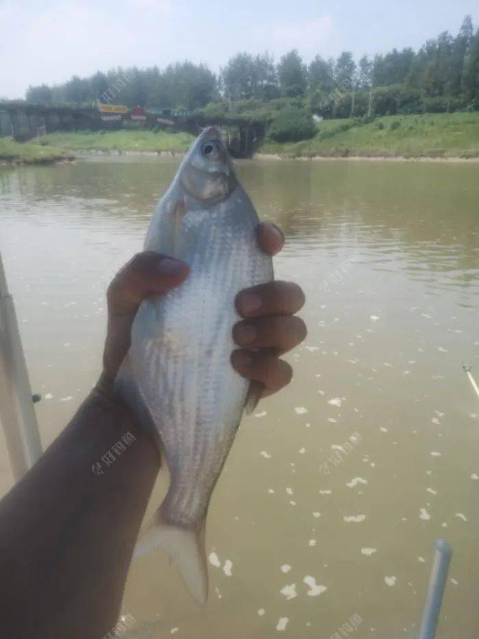 驷马河,再见柳叶鳊