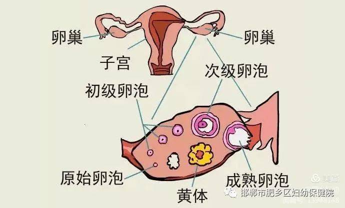 月经前的腹痛要小心卵巢黄体破裂