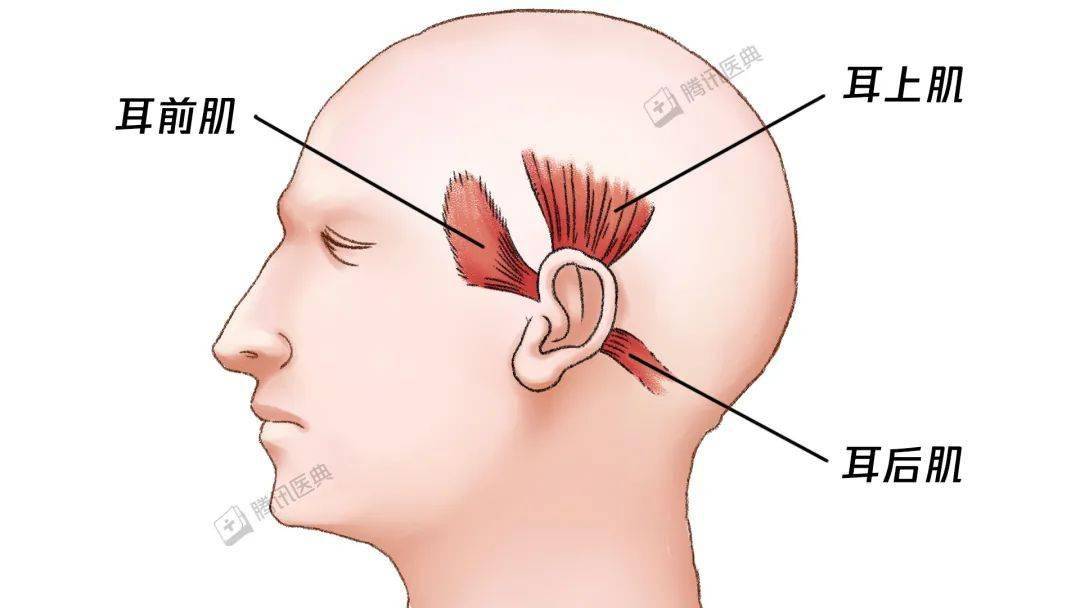 动耳肌,包括耳上肌,耳前肌和耳后肌,是大部分哺乳动物用来转动耳廓