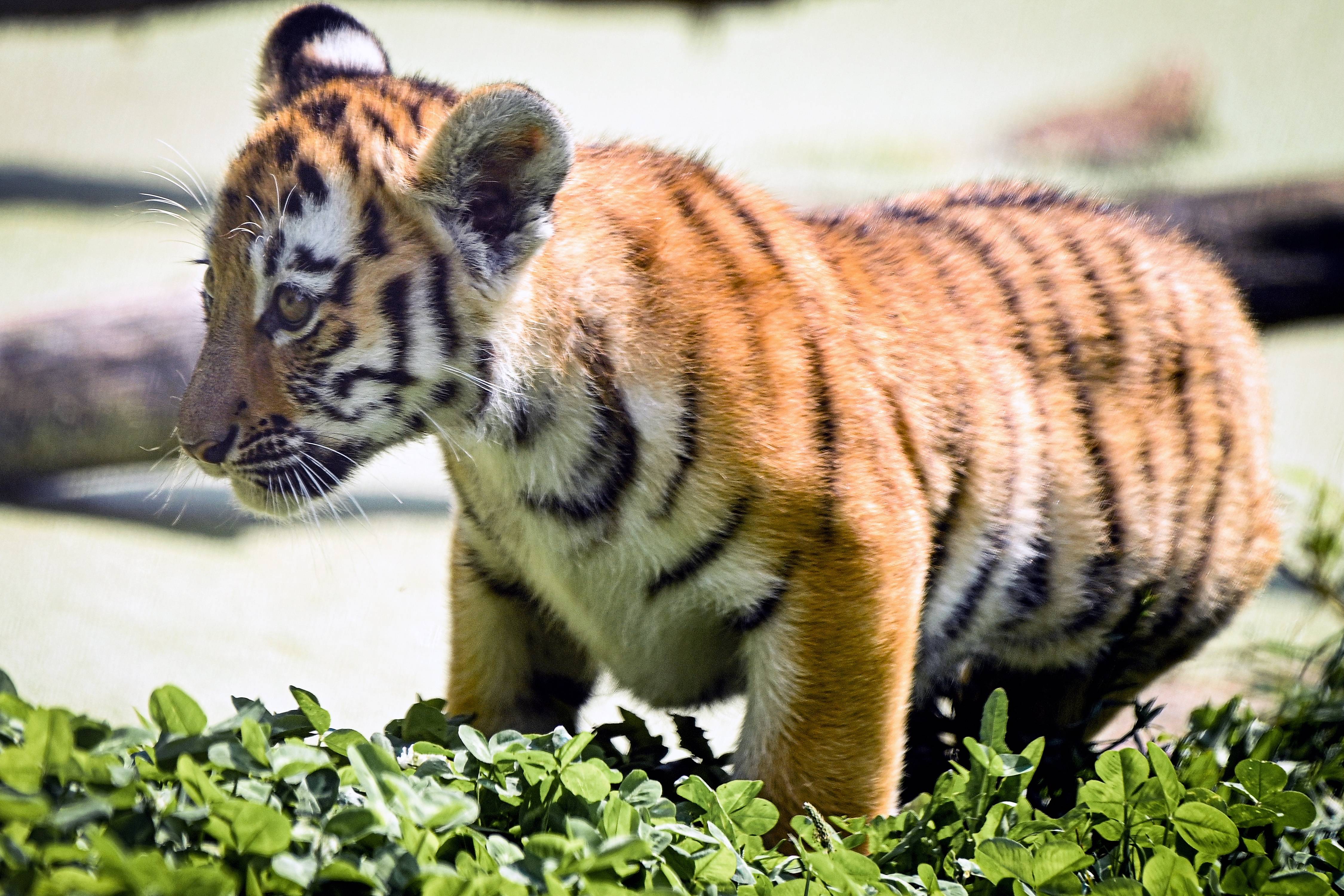 杜伊斯堡动物园的小老虎