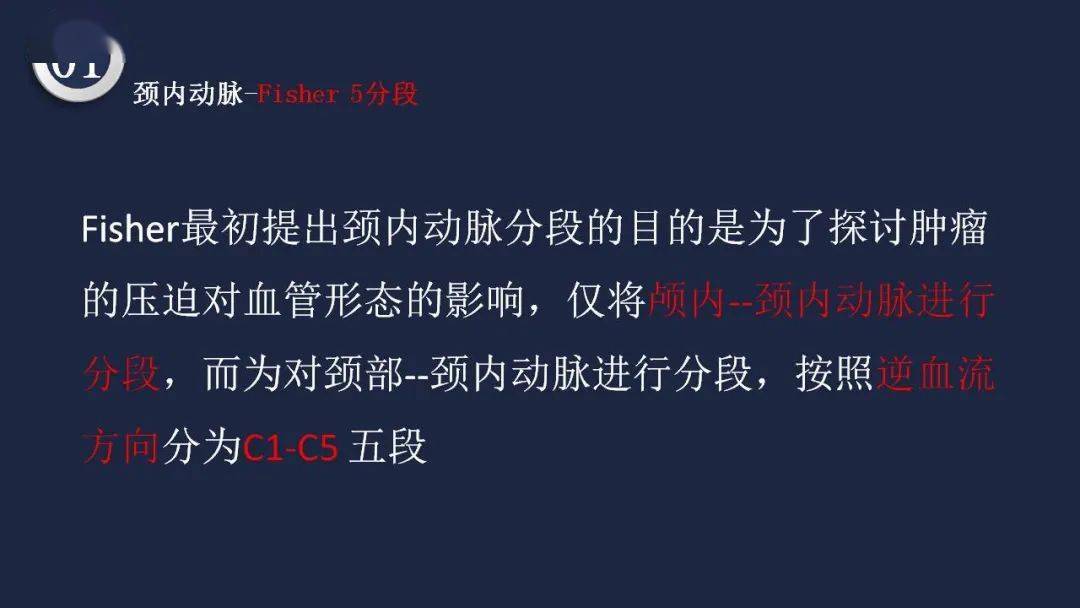高清头颈动脉系统解剖