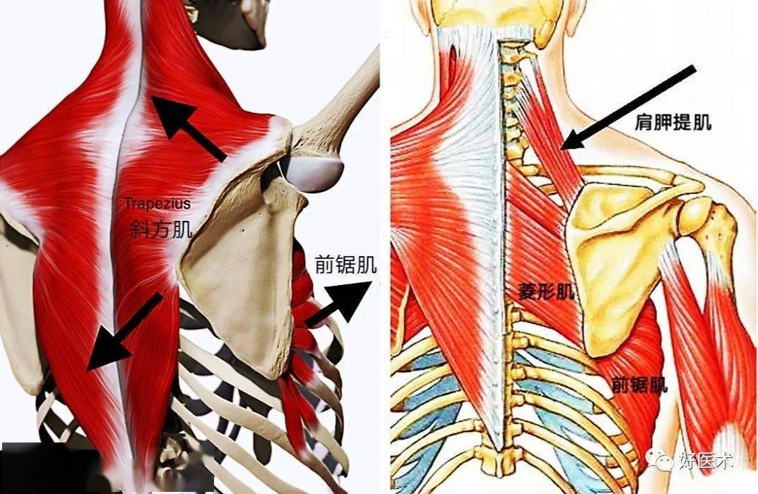 ①肩胛提肌和菱形肌附着于肩胛骨内侧缘,肩胛下肌覆盖肩胛骨前表面.