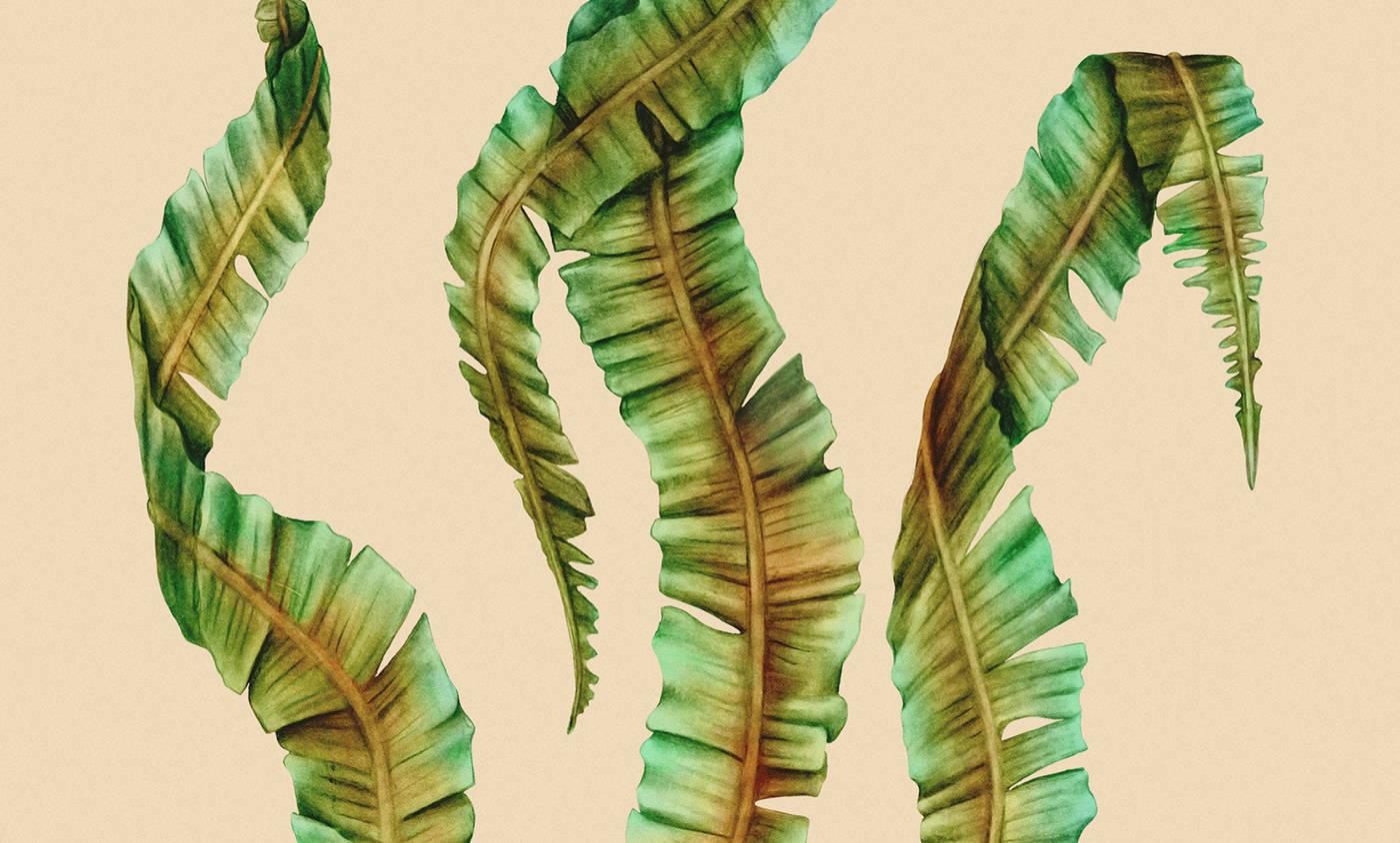 Seaweed|平面设计 | Sjy Seaweed 海藻素食品牌形象设计