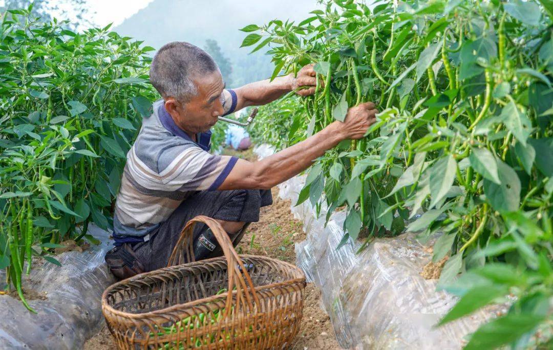 田宏明是石朝乡人,是丹砂村今年引进的辣椒种植大户,村支两委帮助他