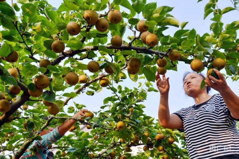 蜜梨飘香采摘忙 产业兴旺迎丰收