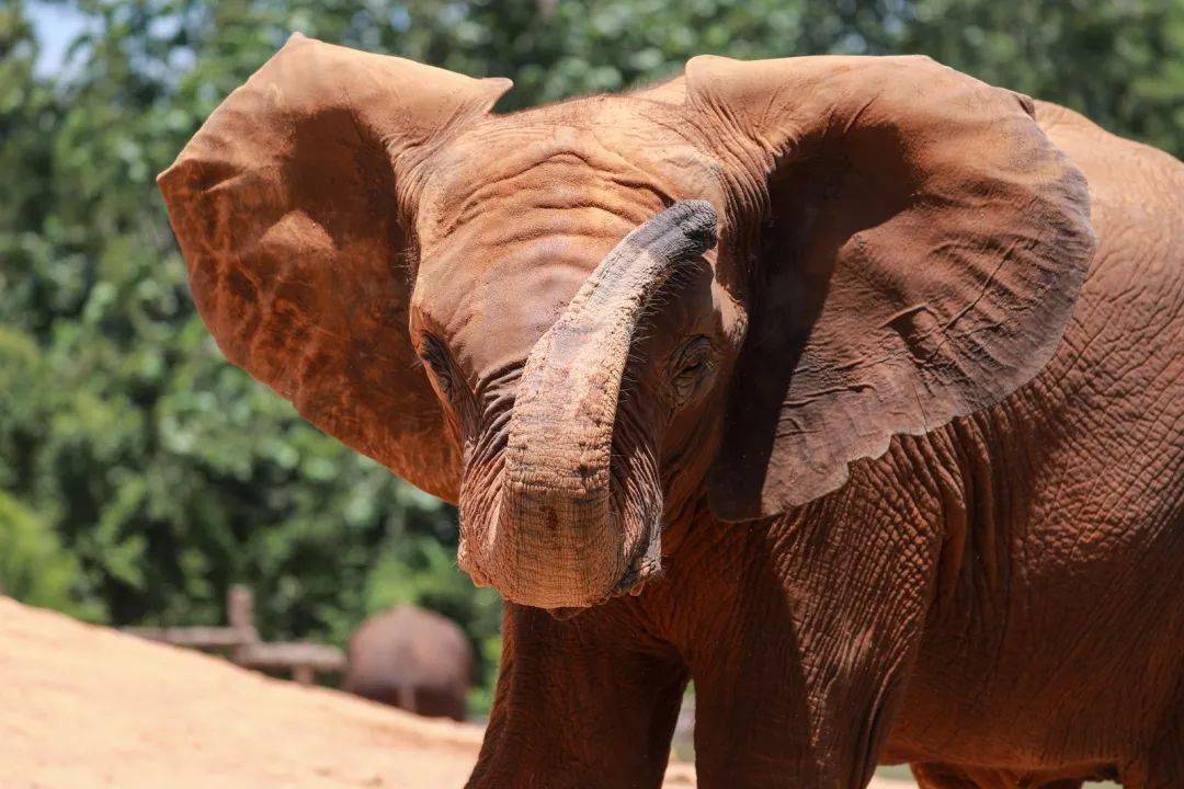 世界大象日|关于大象的知识,你了解多少?
