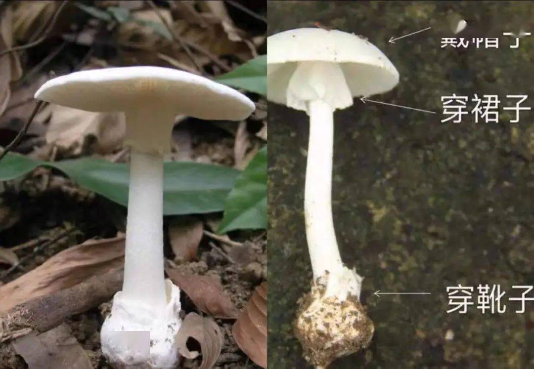 医生提醒,  野生毒蘑菇在外观上 与无毒可食用的蘑菇非
