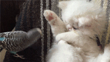 养猫不到10天,我竟然头秃了