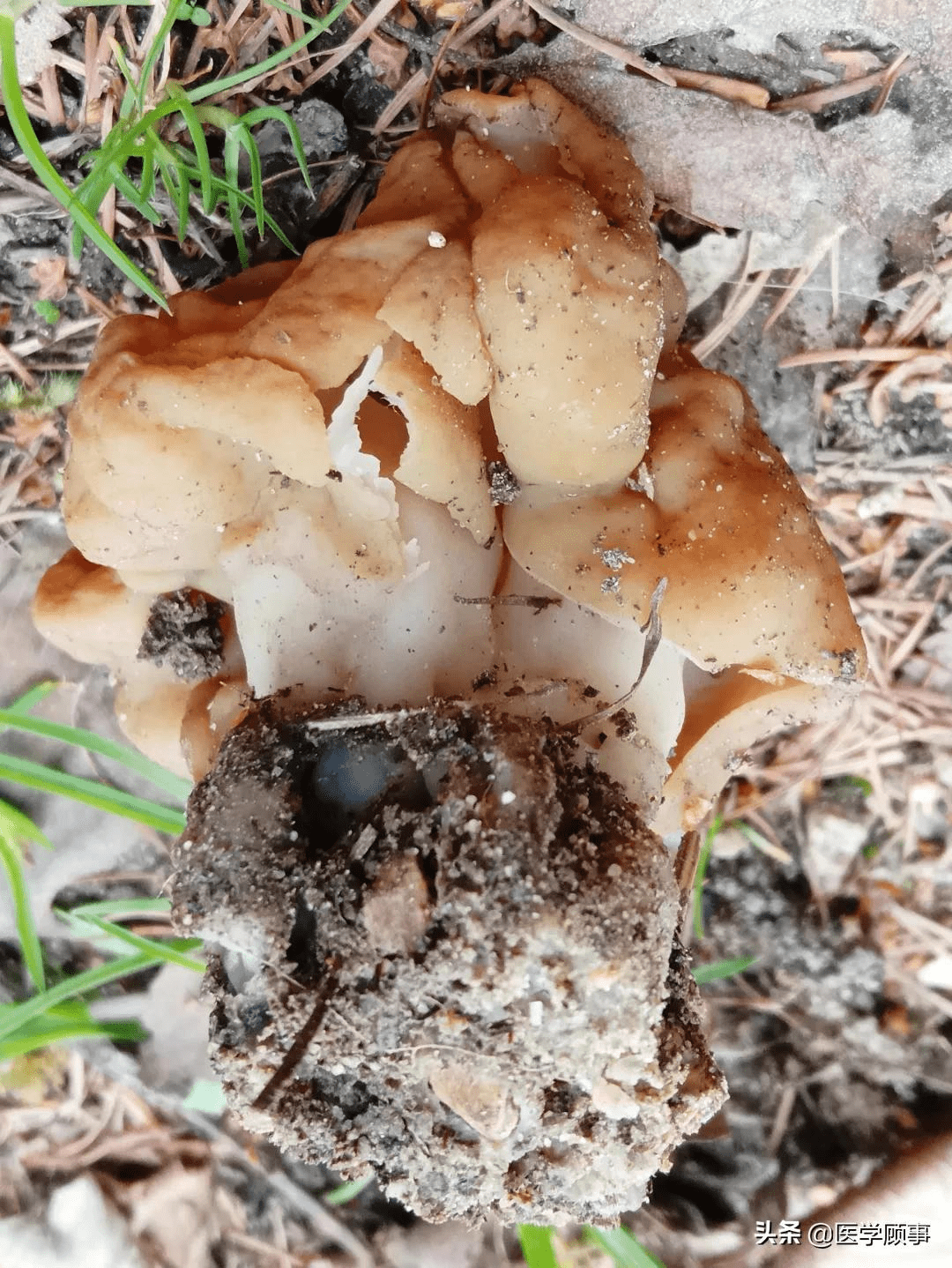 属(heimioporus,青褶伞属(chlorophyllum,类脐菇属(omphalotus,鳞