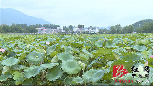 宁远西湾村:1500亩荷花结出致富"金豆豆"