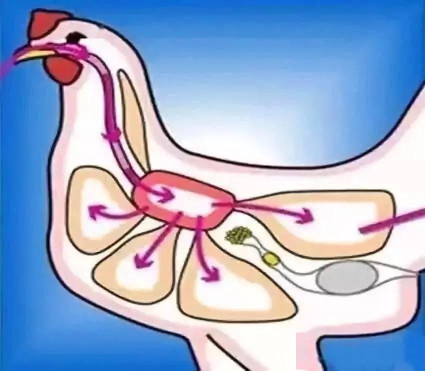 秋冬季鸡呼吸道症状的成因及解决方案