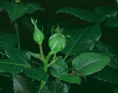 最最最漂亮相册