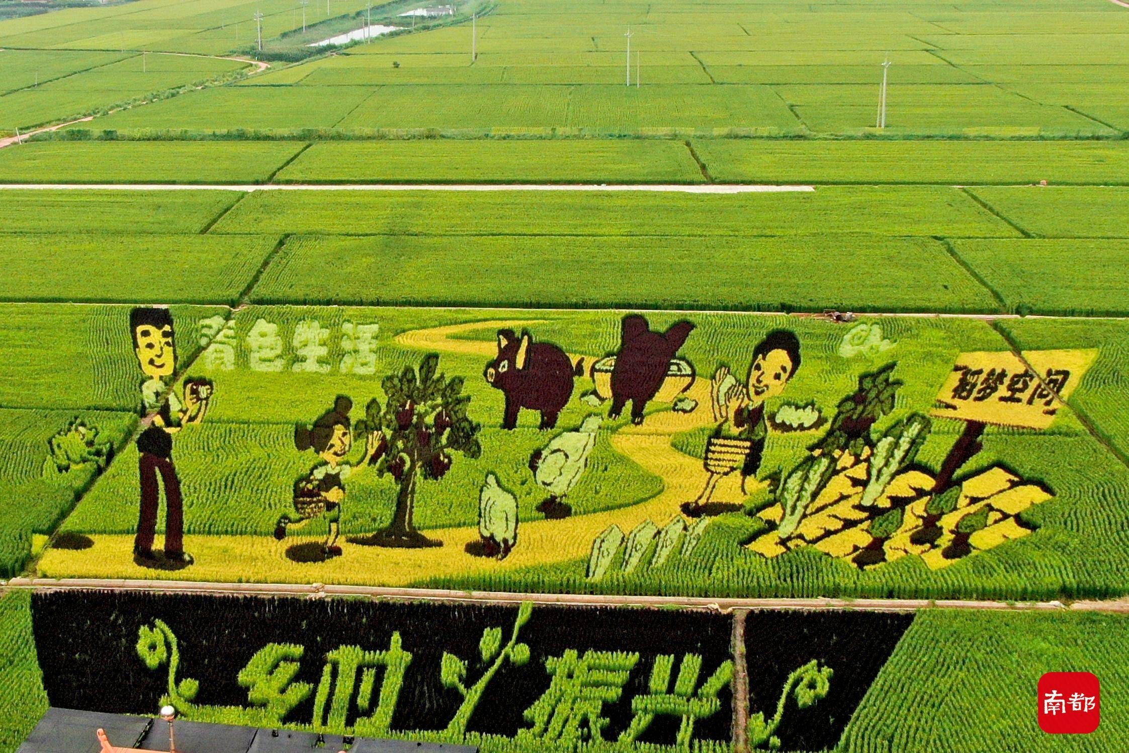 稻田画《乡村振兴》.新华社