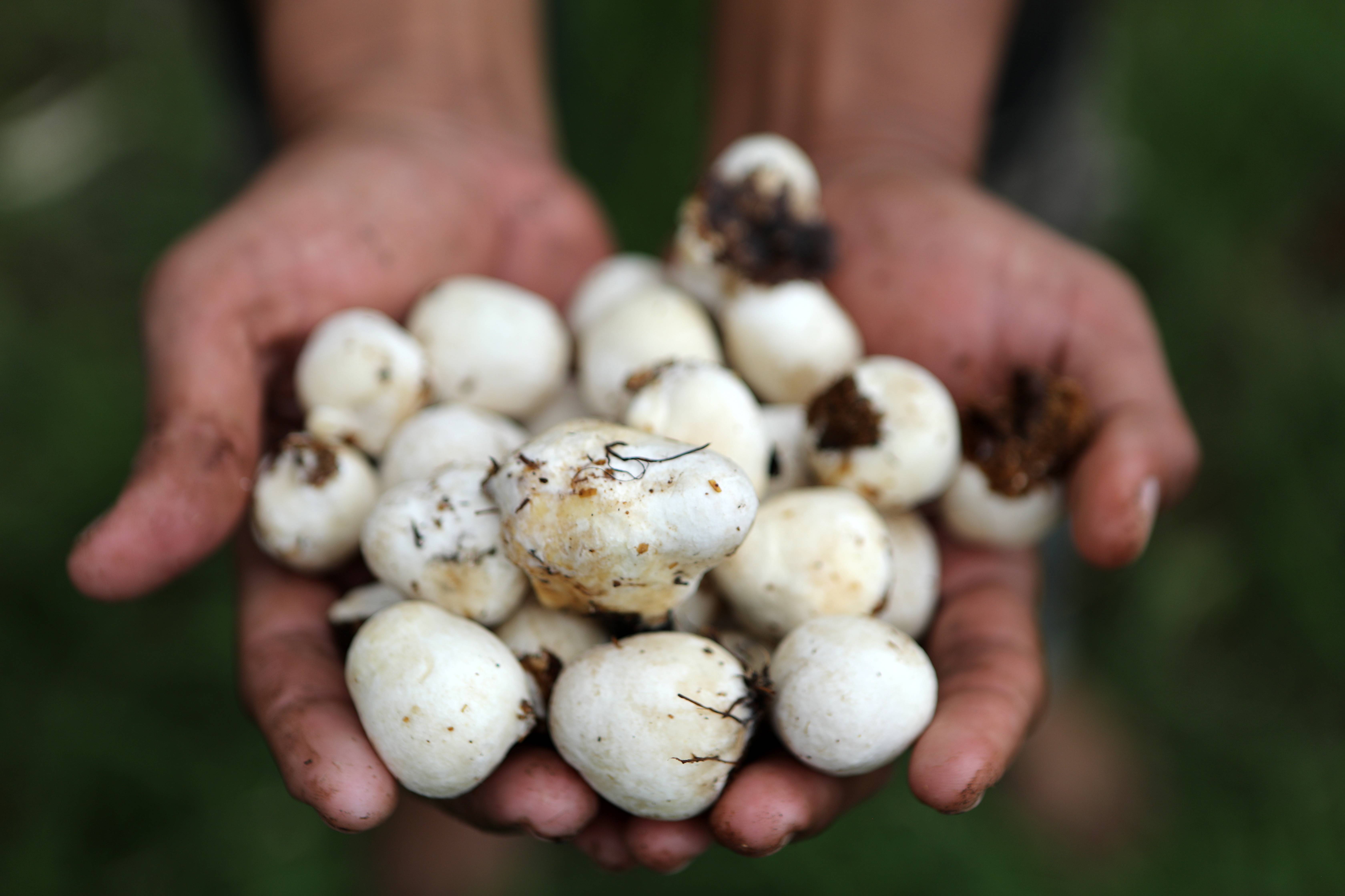 印尼:种植蘑菇