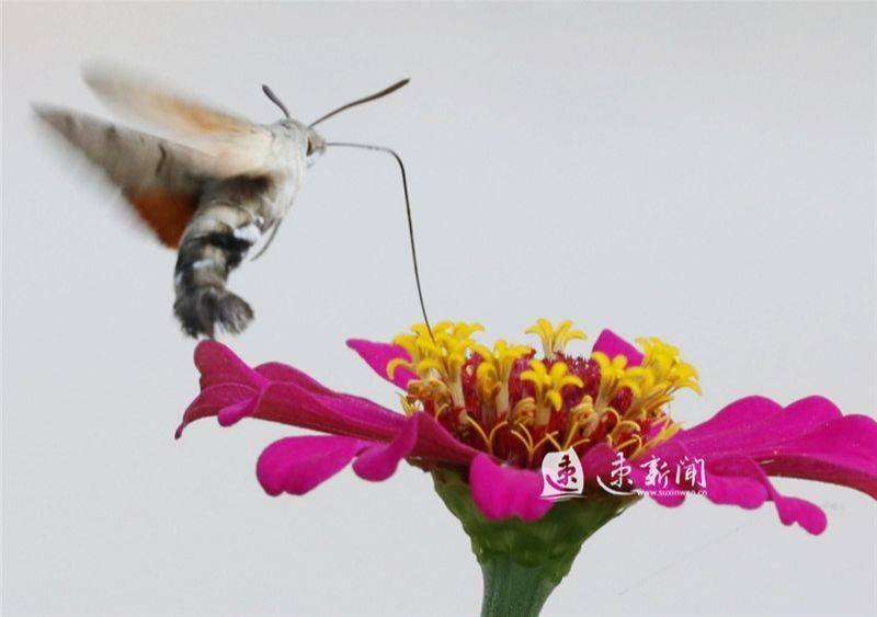 蜂鸟鹰蛾属于昆虫,原生于南欧和北非,并跨越亚洲,外形像蜜蜂,口器是长