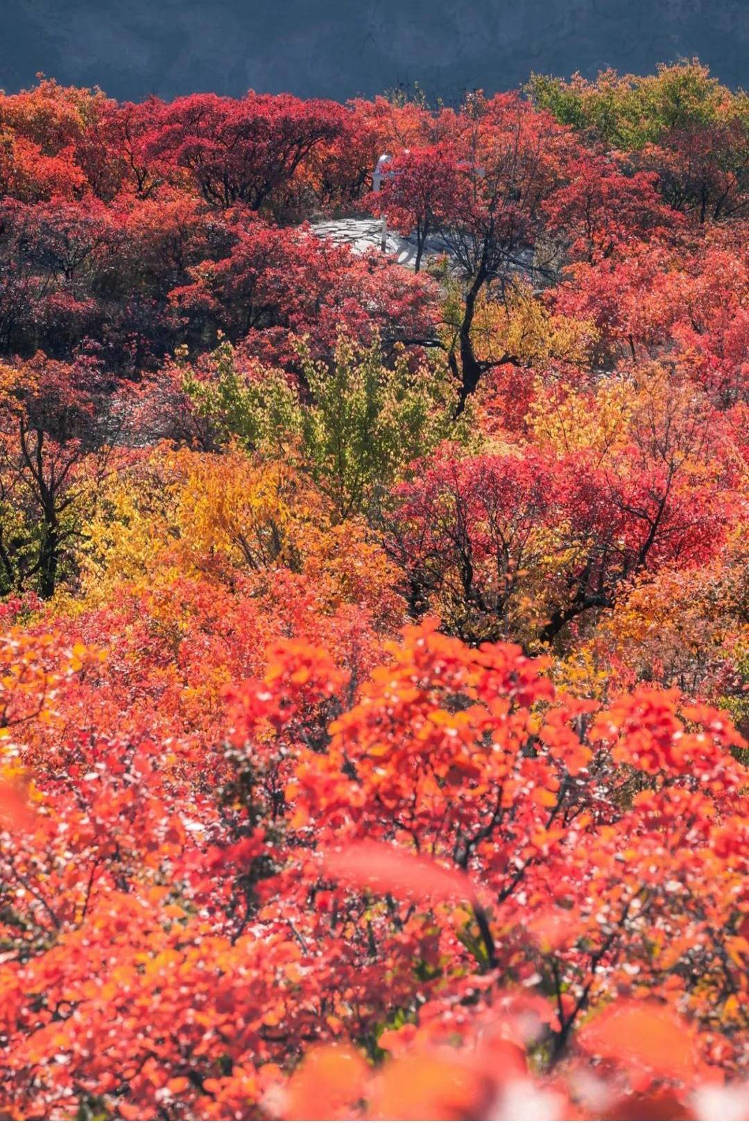 红叶房提前开售 | 这个秋天,独拥满山红叶!