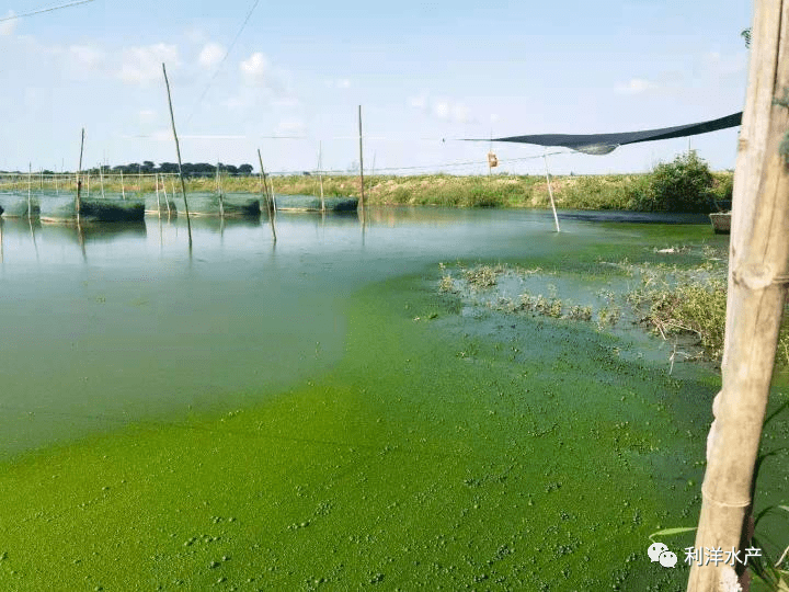 池塘藻类水华