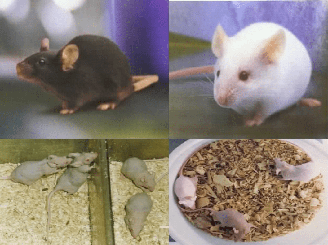 实验小鼠风靡全球的秘密被我找到了