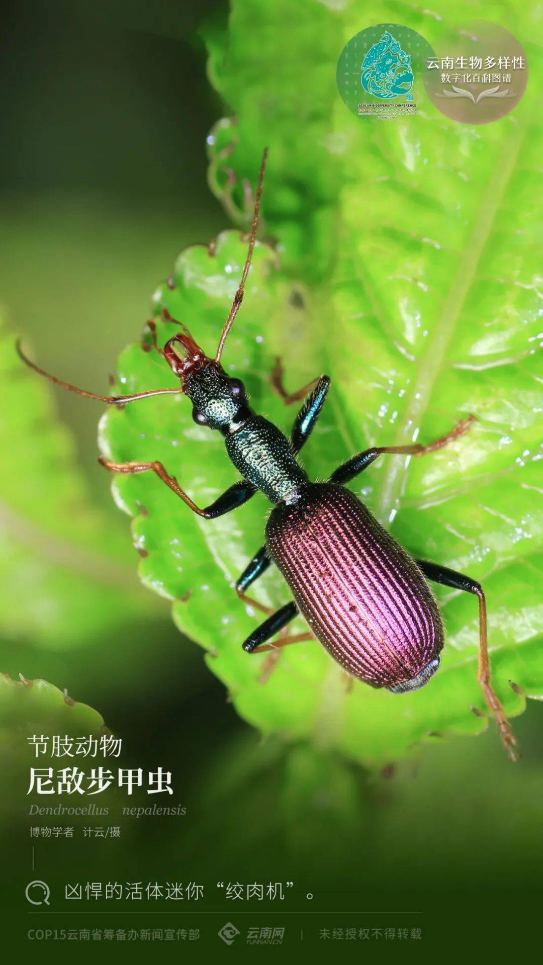 【云南生物多样性数字化百科图谱】节肢动物·尼敌步甲虫:凶悍的活体
