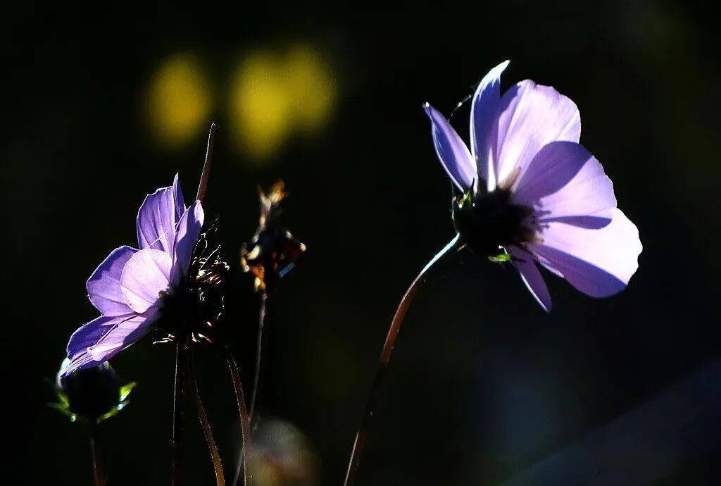 秋英 波斯菊 格桑花